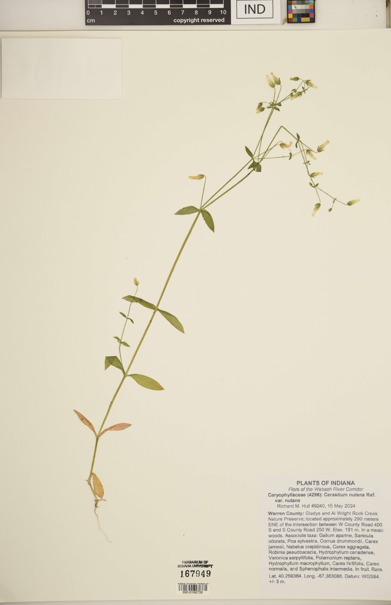 Cerastium nutans var. nutans photo 8