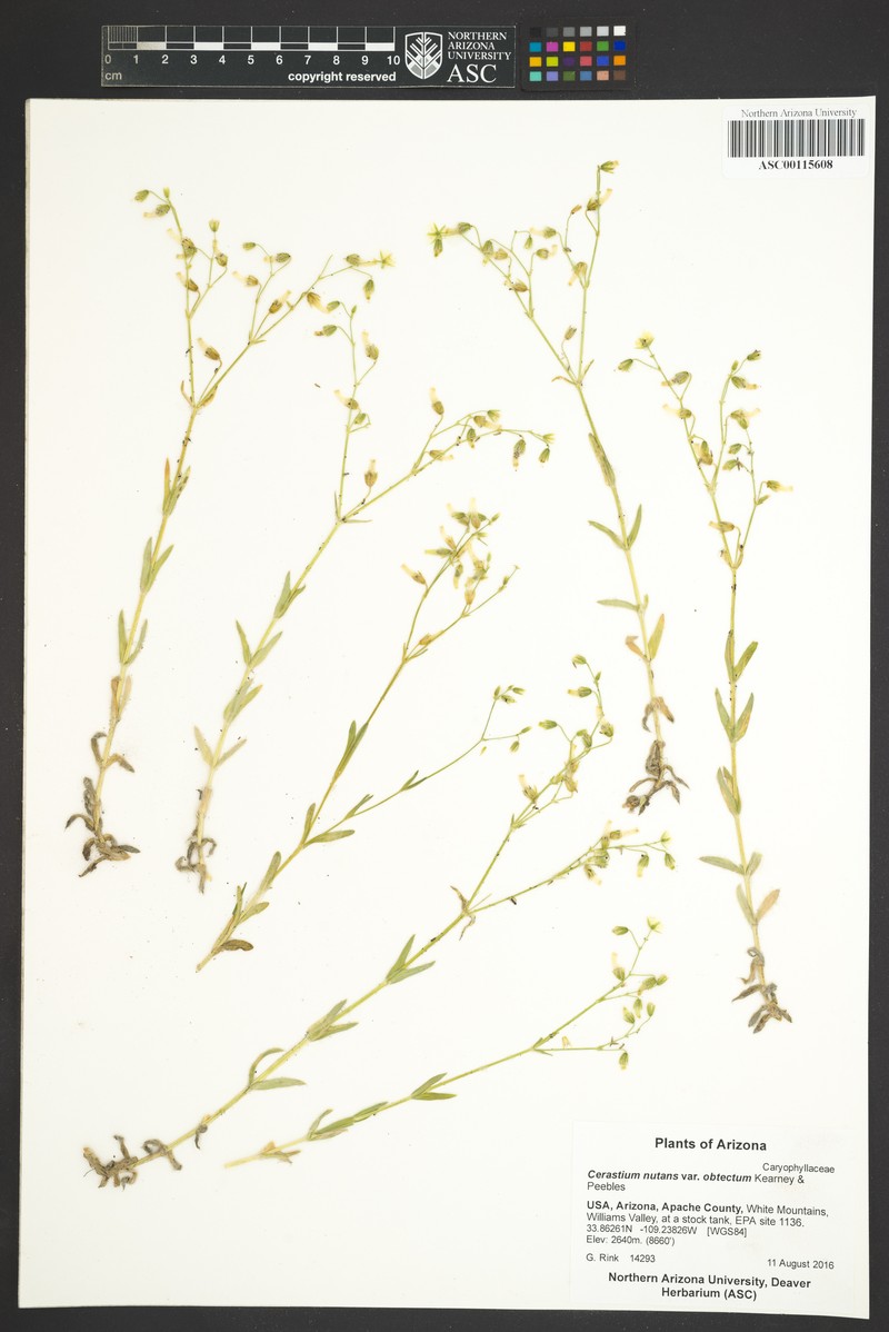 Cerastium nutans var. obtectum