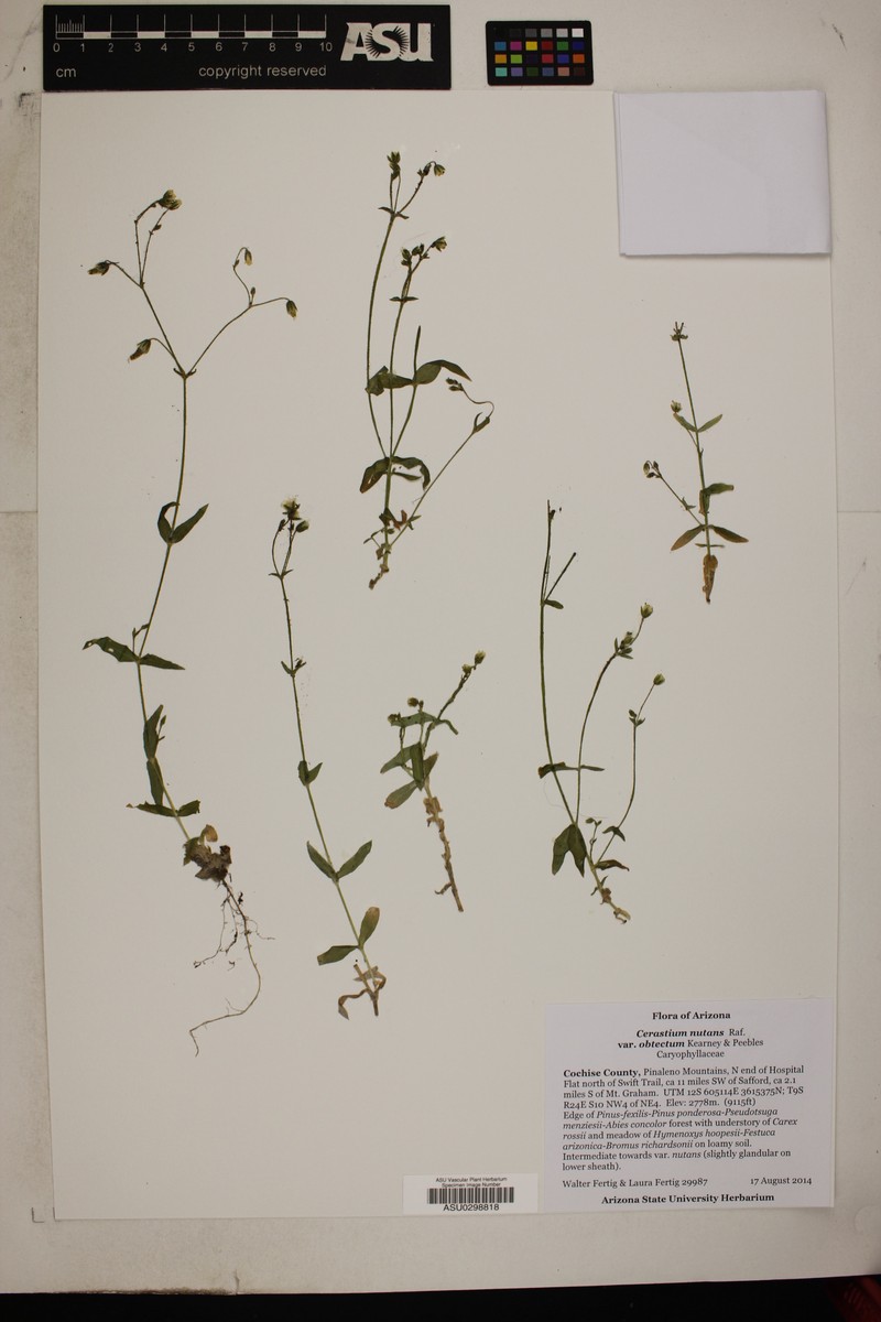 Cerastium nutans var. obtectum photo 2