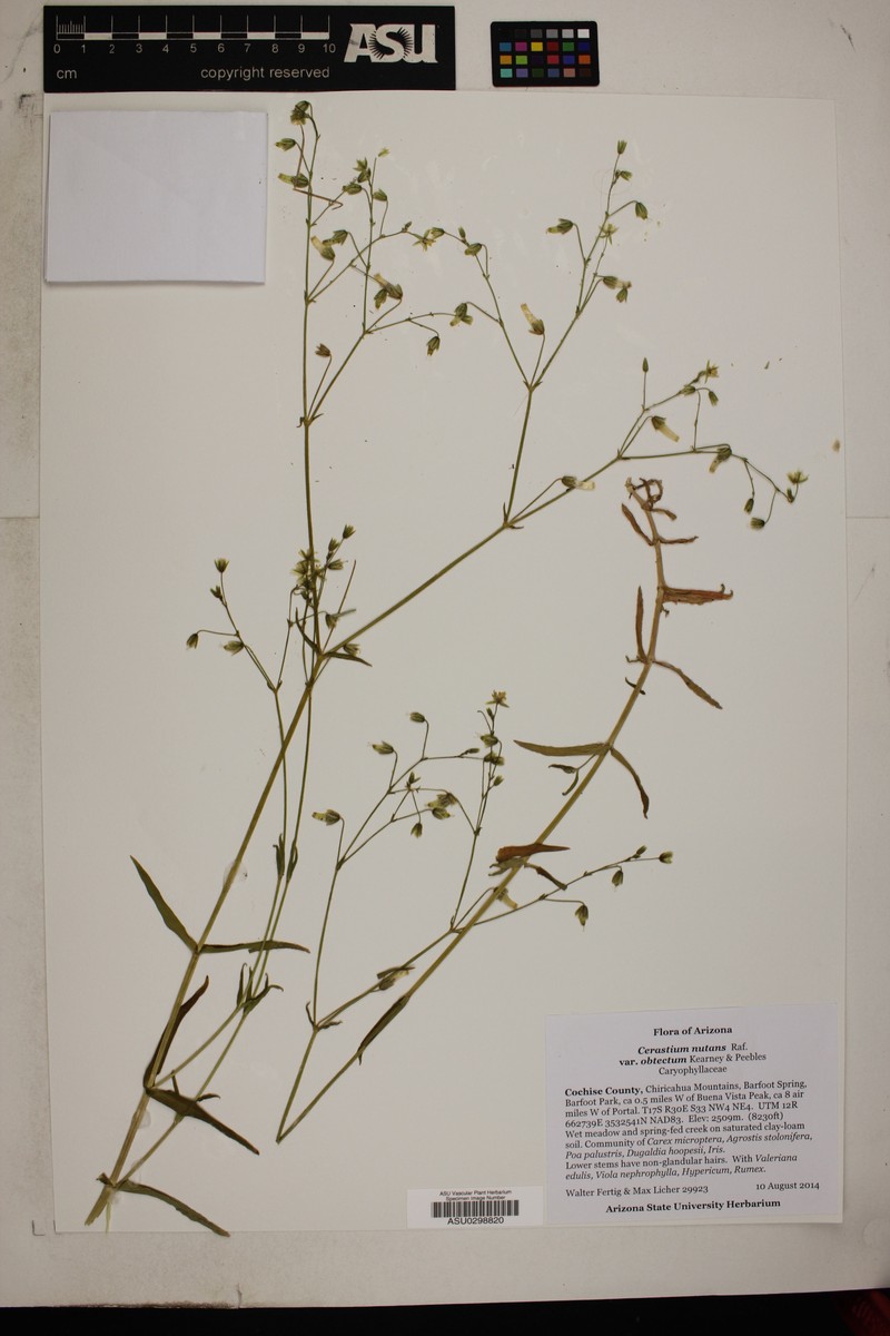 Cerastium nutans var. obtectum photo 3