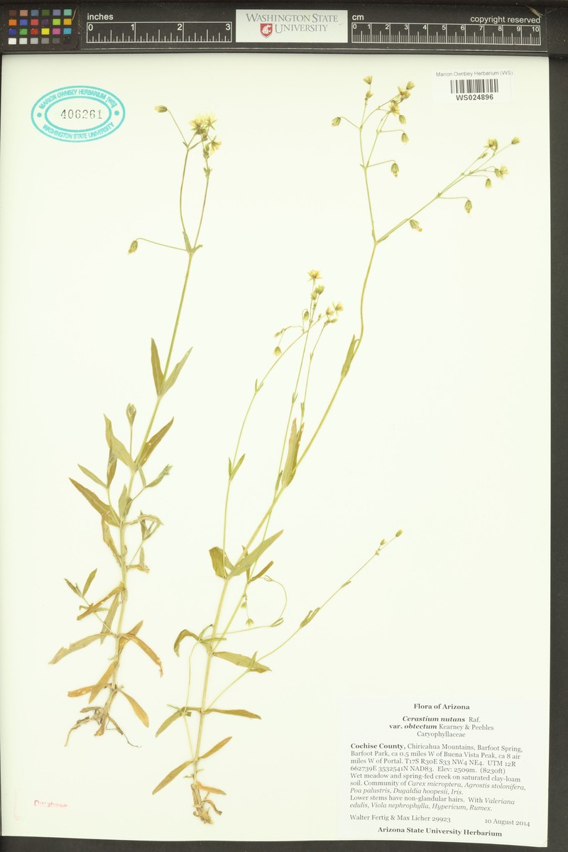 Cerastium nutans var. obtectum photo 4