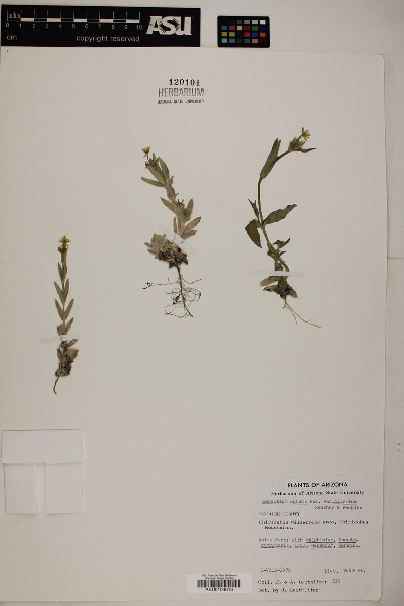 Cerastium nutans var. obtectum photo 5