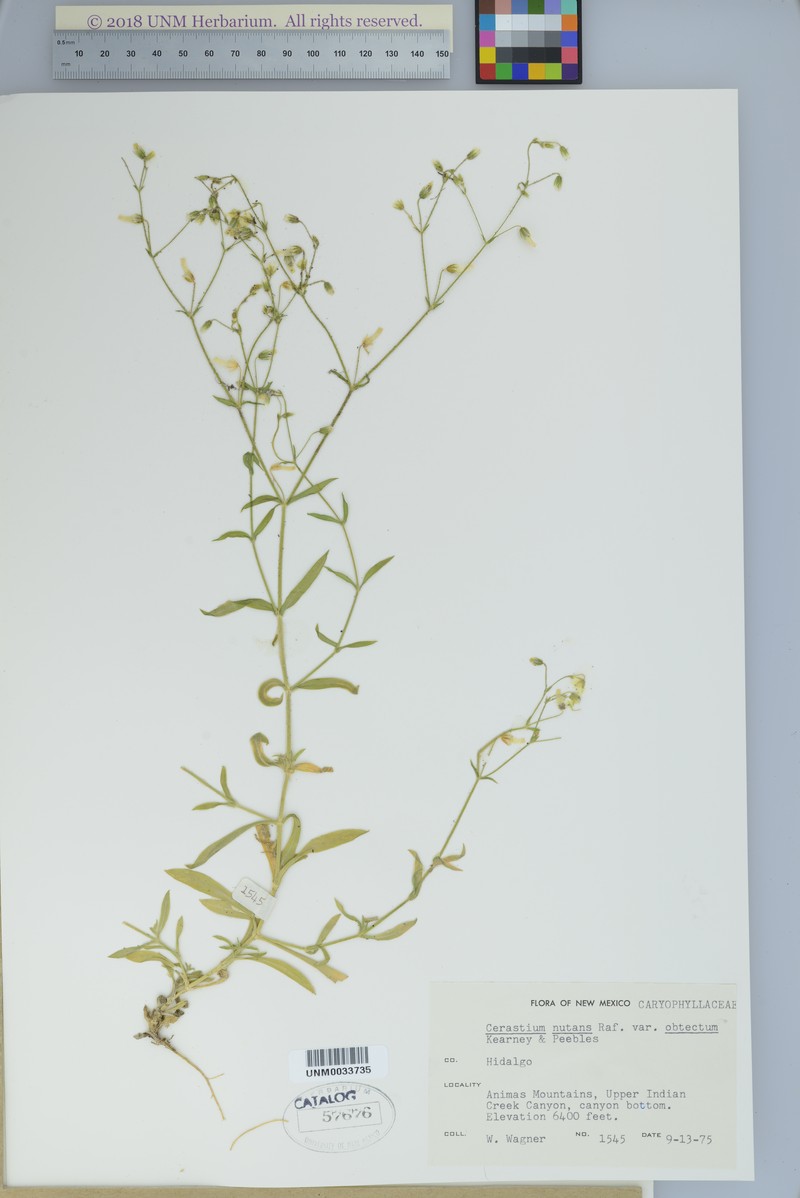 Cerastium nutans var. obtectum photo 6