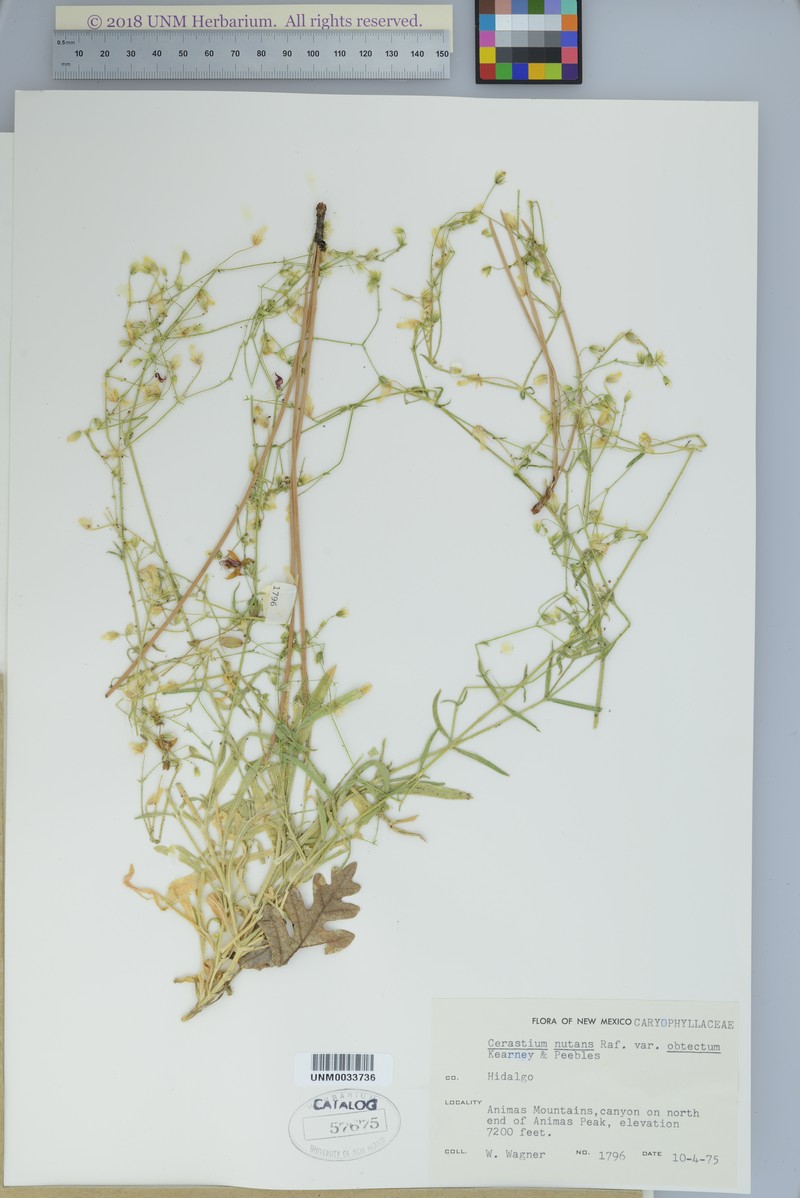 Cerastium nutans var. obtectum photo 7