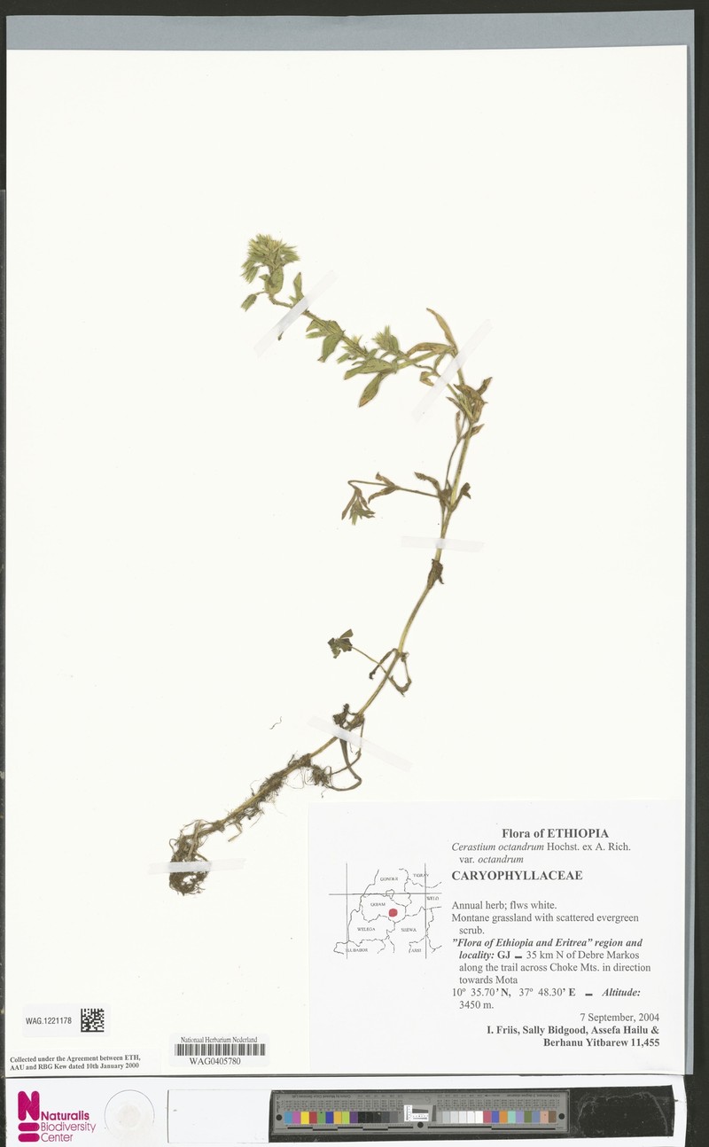 Cerastium octandrum var. octandrum