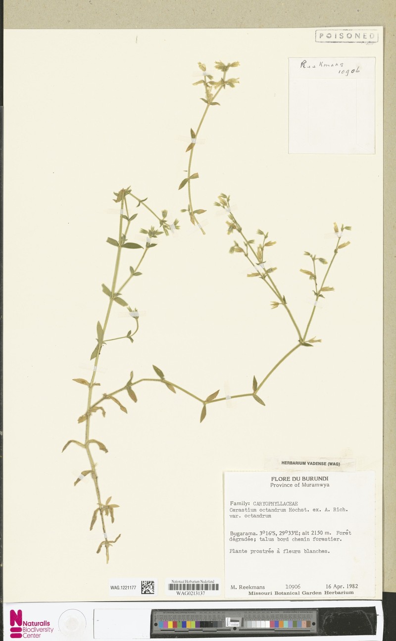 Cerastium octandrum var. octandrum photo 2