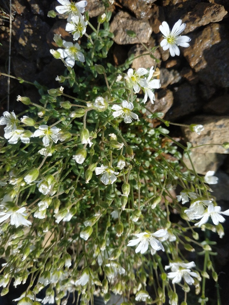 Cerastium porphyrii