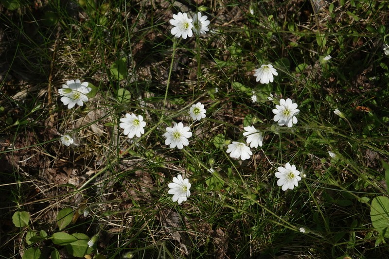 Cerastium porphyrii photo 2