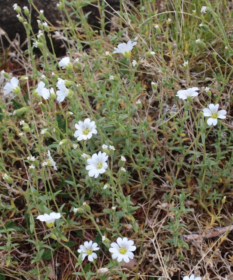 Cerastium porphyrii photo 3