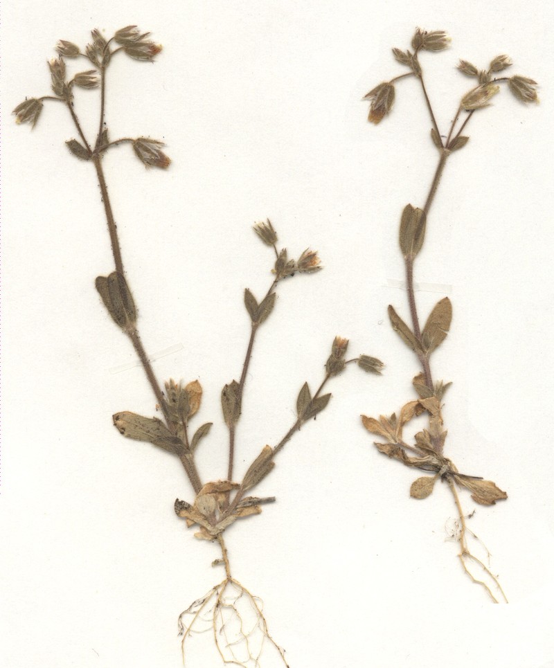 European Chickweed photo 4