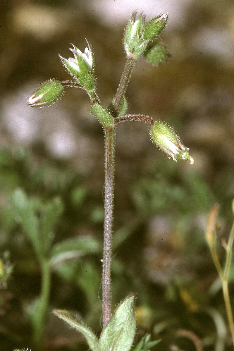 European Chickweed photo 5