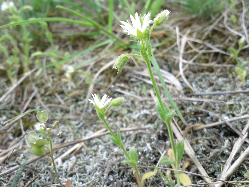 European Chickweed photo 6