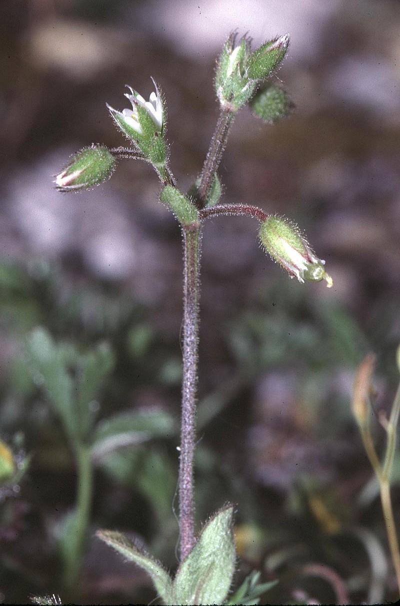 European Chickweed