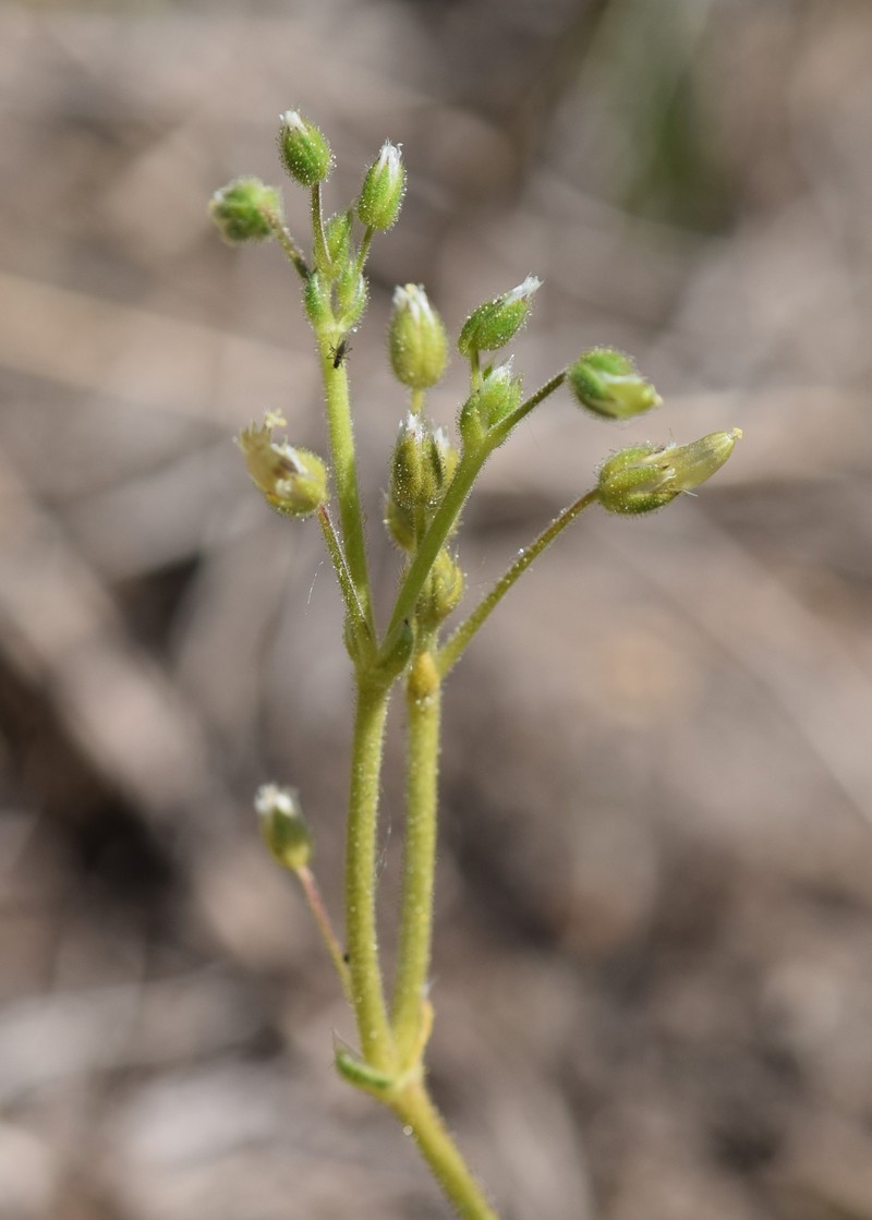 European Chickweed photo 2