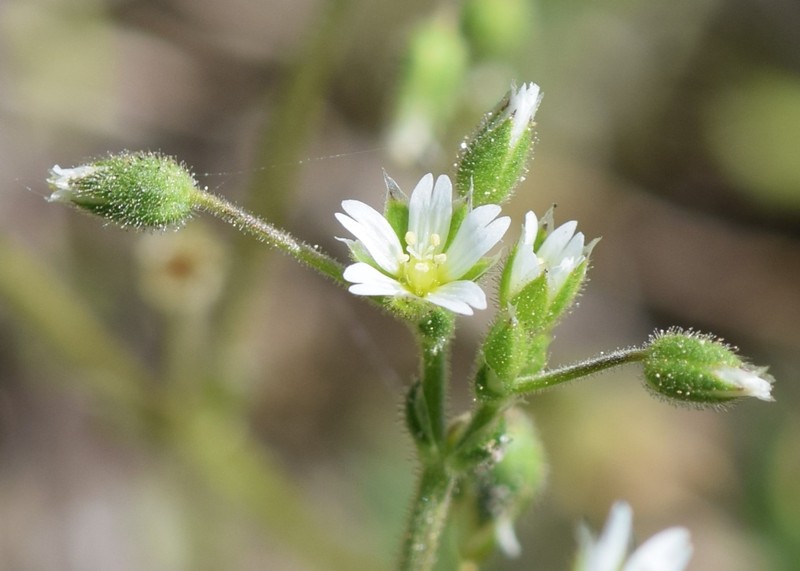 European Chickweed photo 3