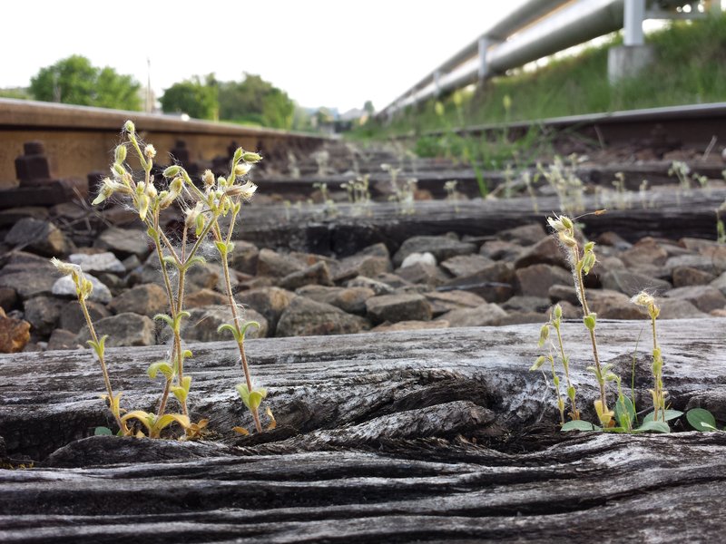European Chickweed photo 7