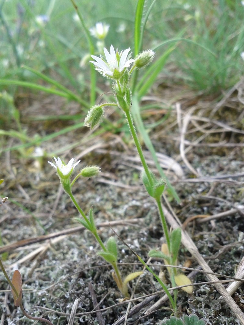 European Chickweed photo 8