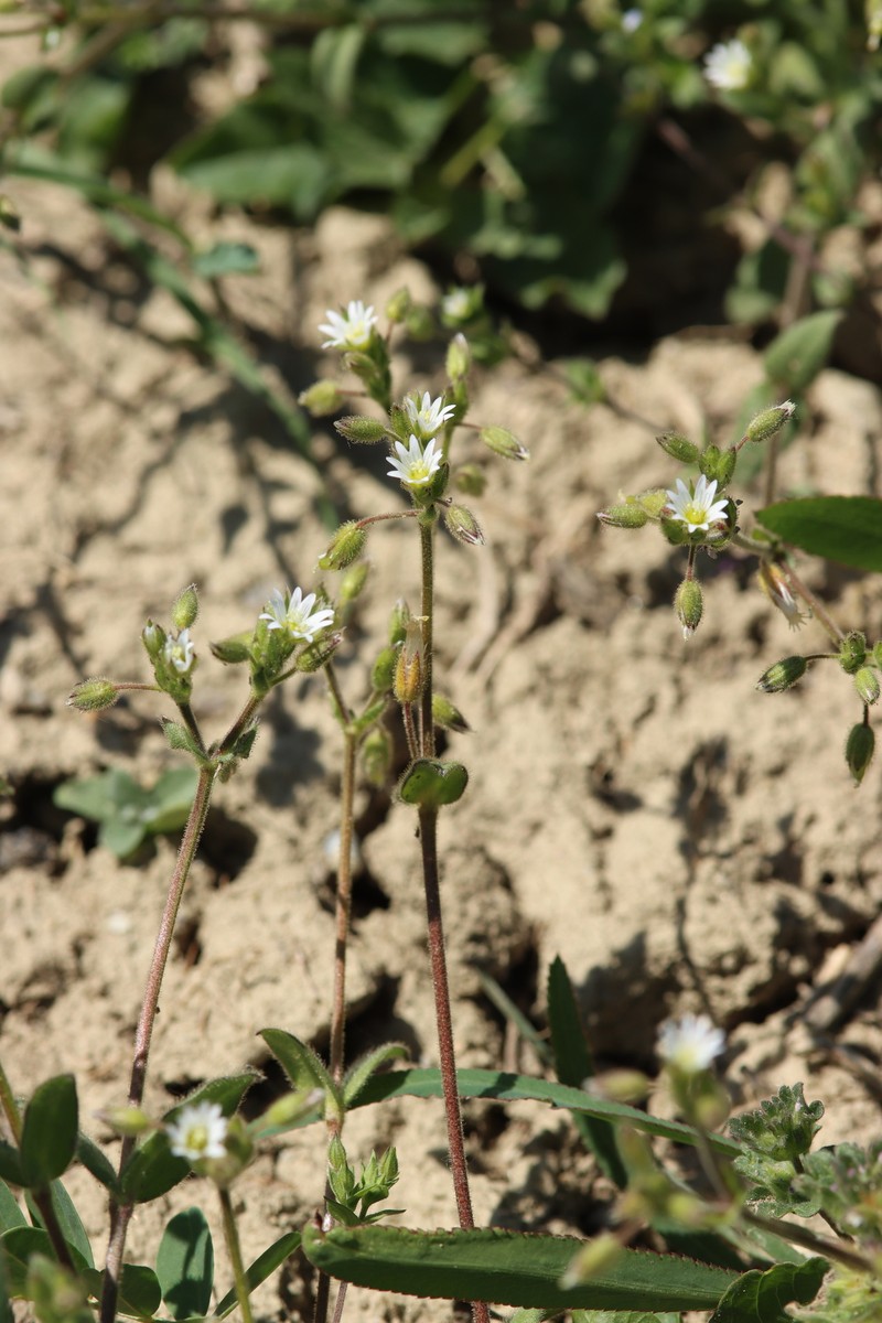 Cerastium pumilum subsp. pumilum