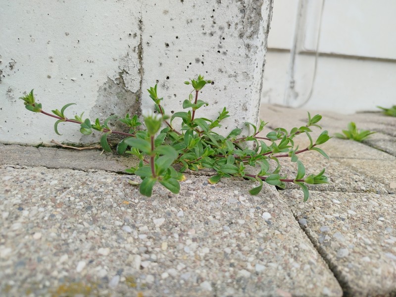 Cerastium pumilum subsp. pumilum photo 2