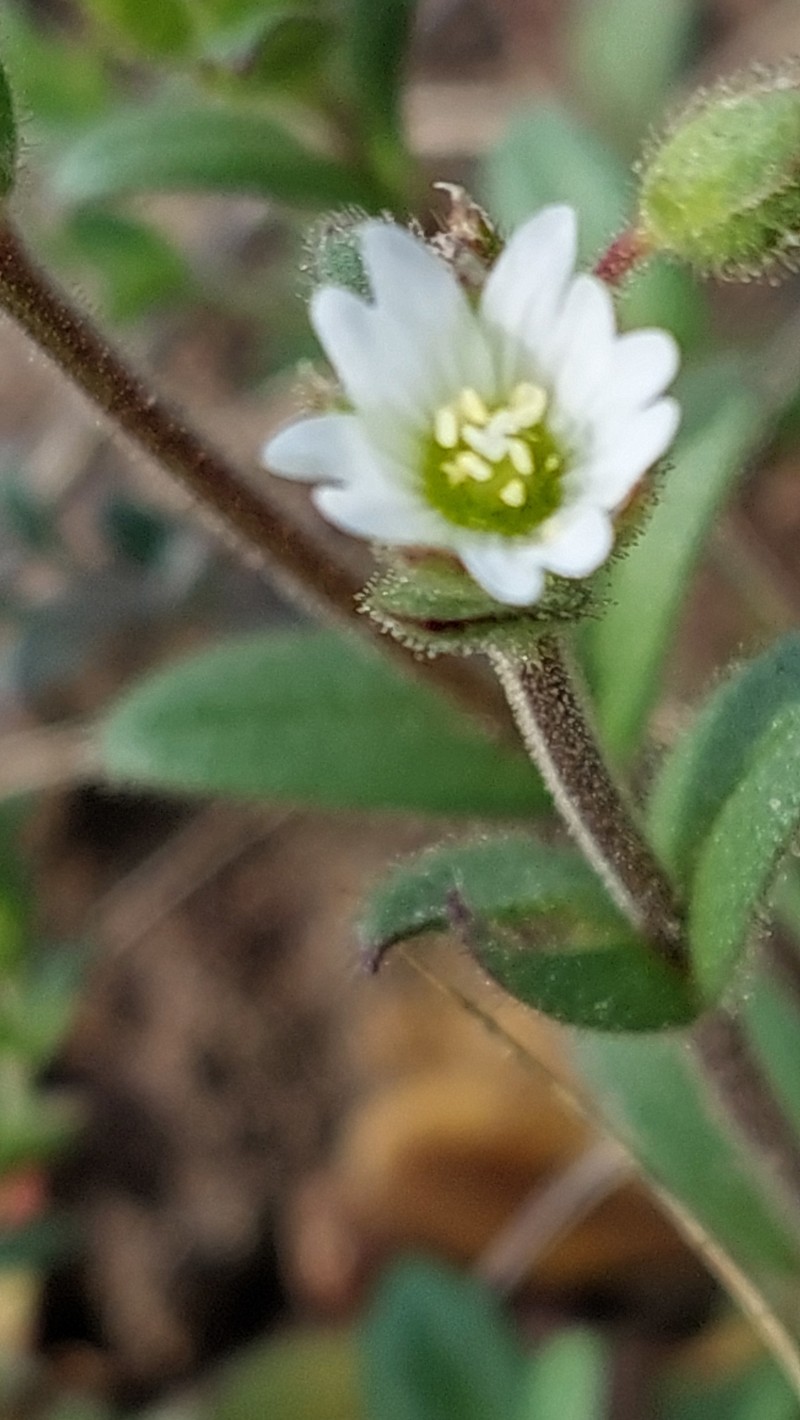 Cerastium pumilum subsp. pumilum photo 3