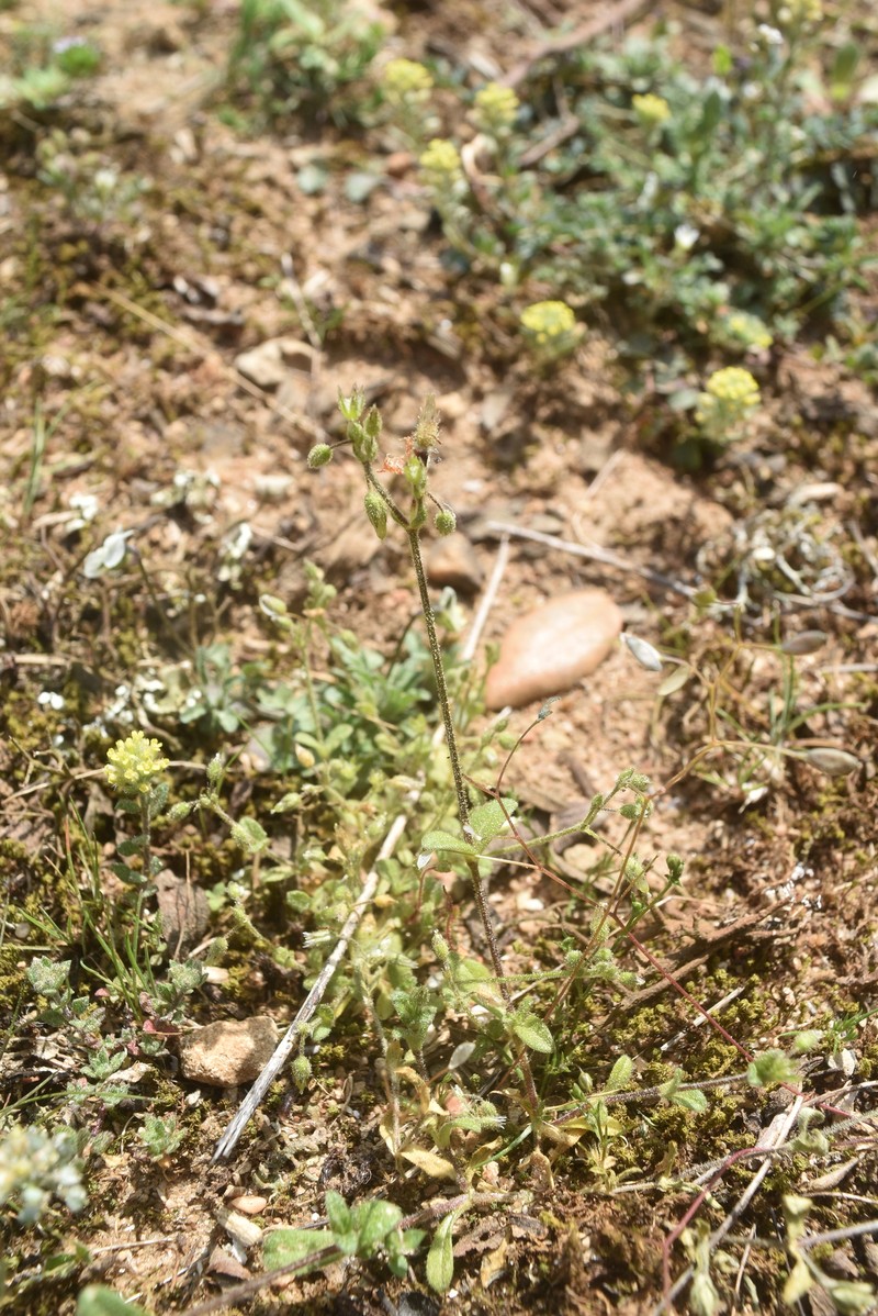 Cerastium pumilum subsp. pumilum photo 4