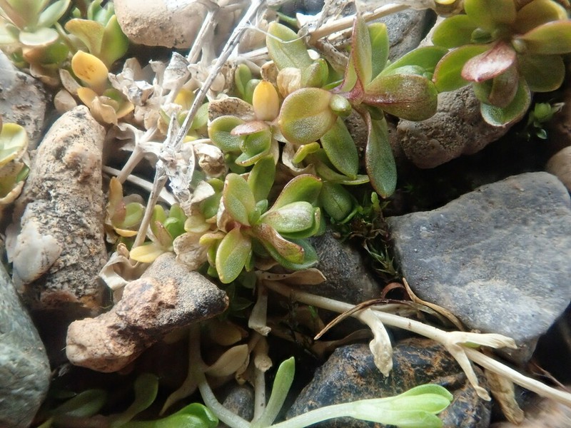 Tundra Chickweed