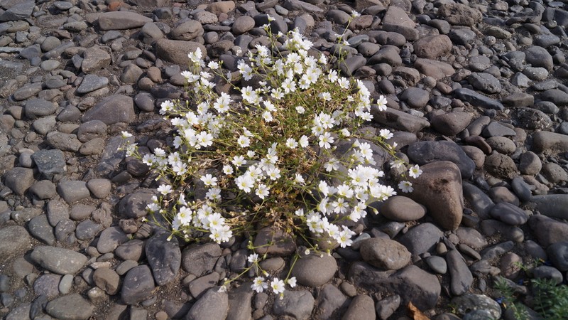 Tundra Chickweed photo 5