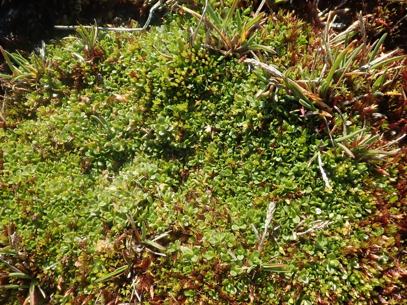Regel's Chickweed photo 2