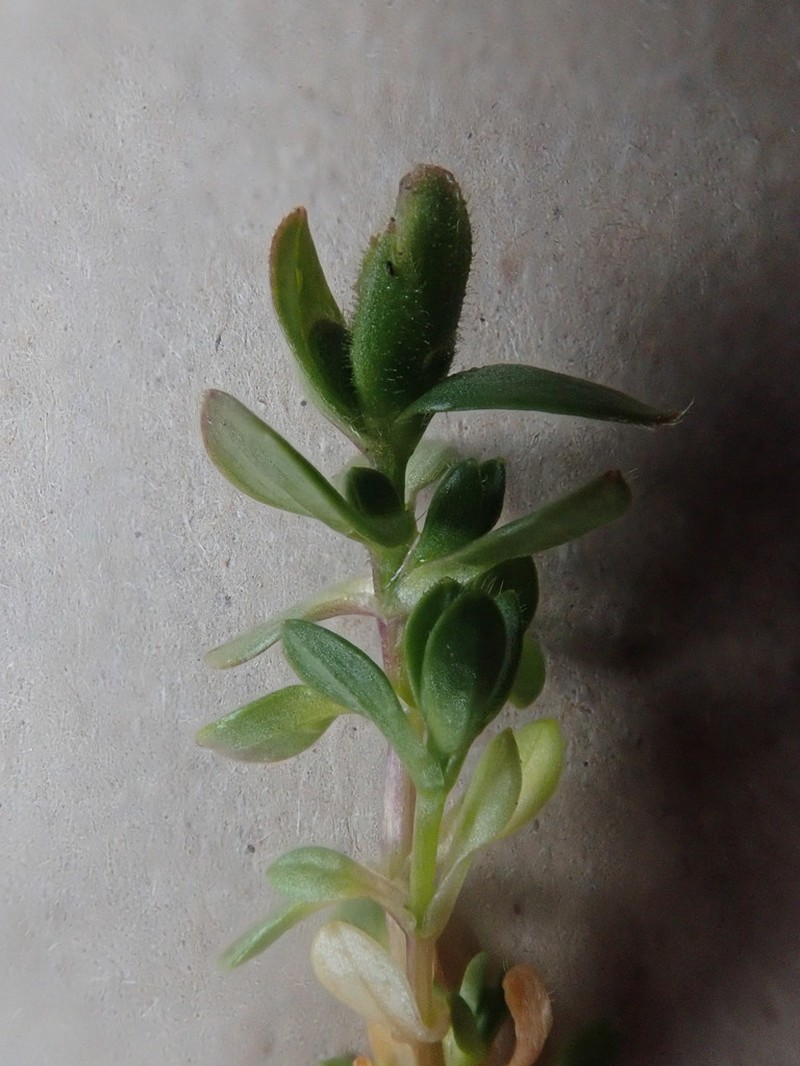 Regel's Chickweed photo 3