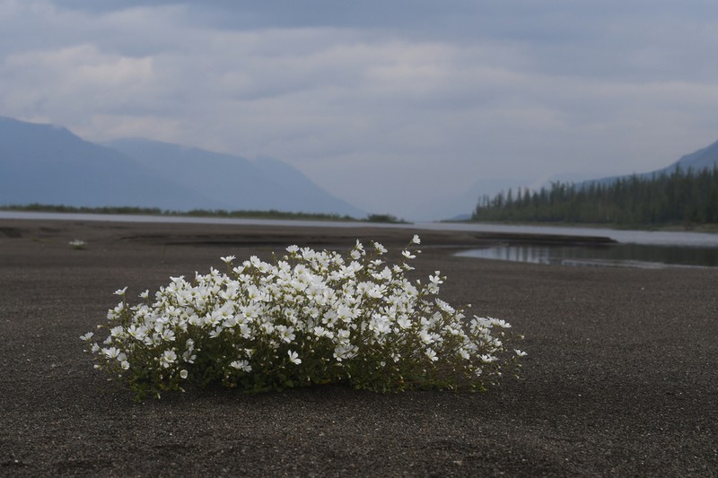 Regel's Chickweed photo 4