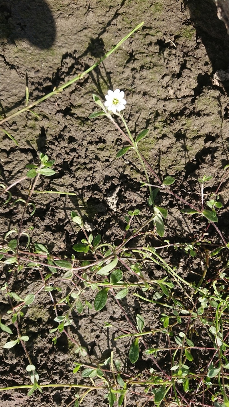 Regel's Chickweed photo 6