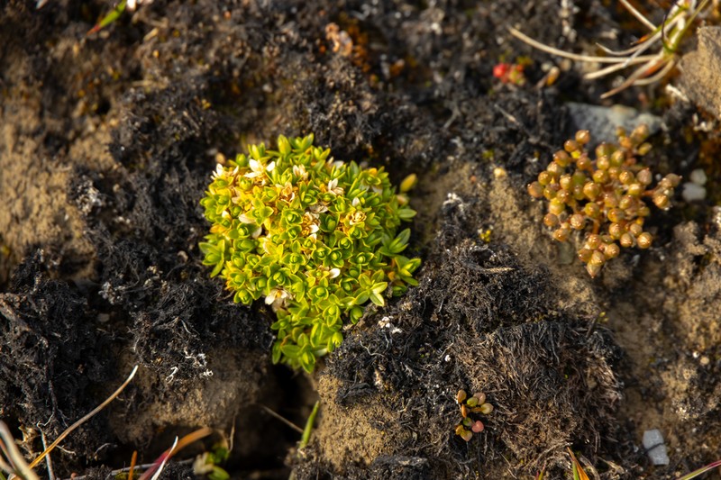 Regel's Chickweed photo 7