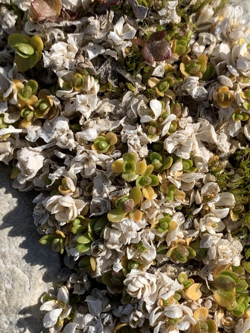 Regel's Chickweed photo 8