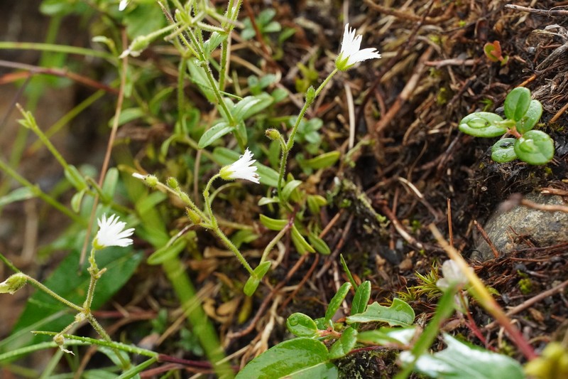 Cerastium schizopetalum var. schizopetalum