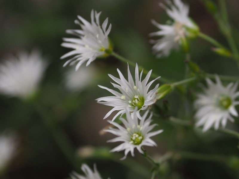 Cerastium schizopetalum var. schizopetalum photo 2