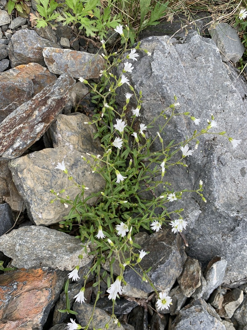 Cerastium schizopetalum var. schizopetalum photo 3
