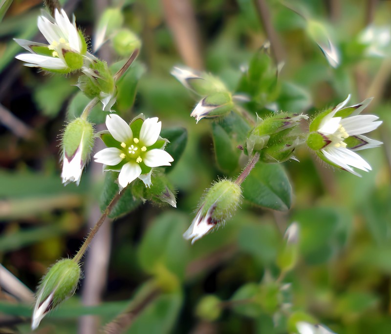 Fivestamen Chickweed