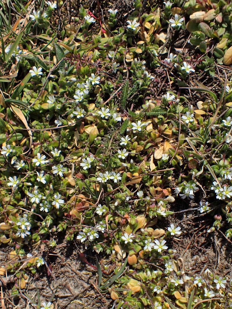 Fivestamen Chickweed photo 2