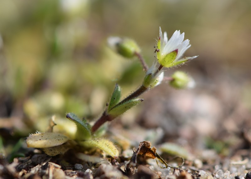 Fivestamen Chickweed photo 3