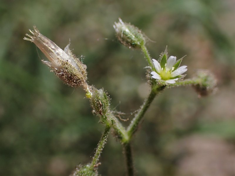 Fivestamen Chickweed photo 4
