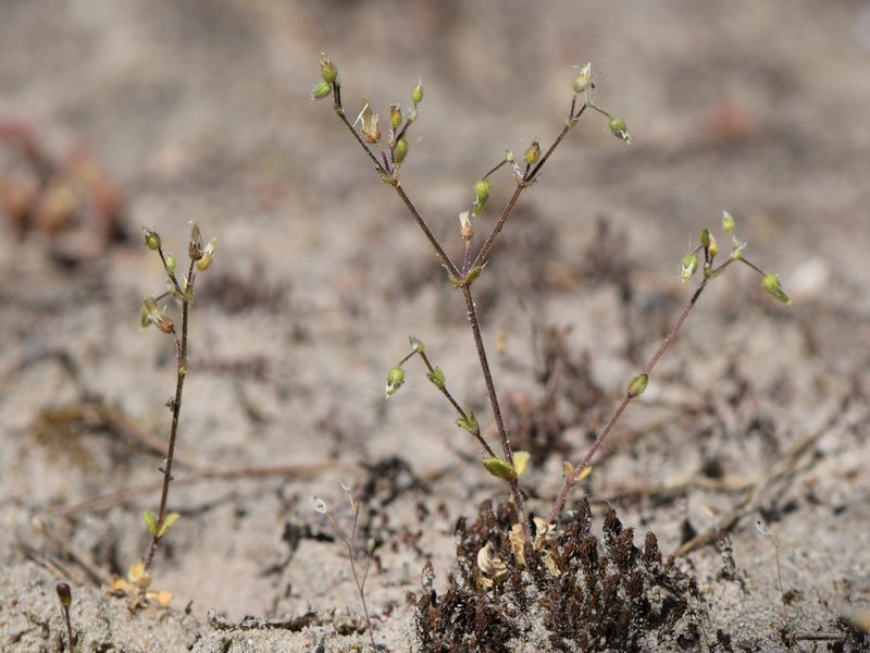 Fivestamen Chickweed photo 5