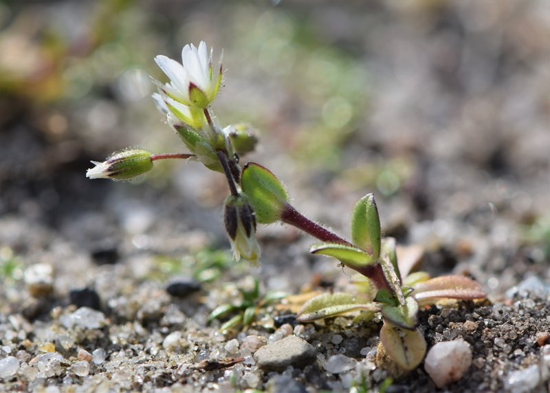 Fivestamen Chickweed photo 6