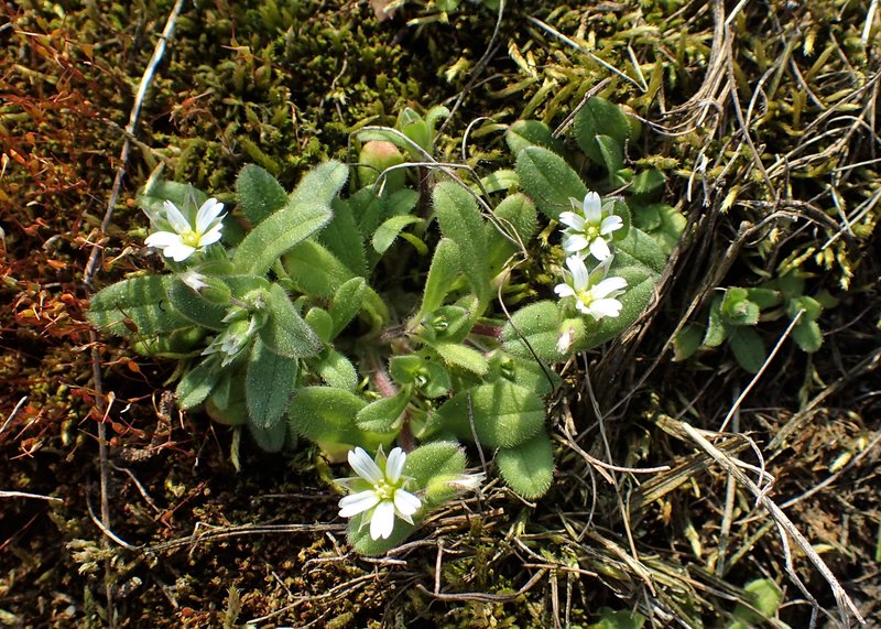 Fivestamen Chickweed photo 7
