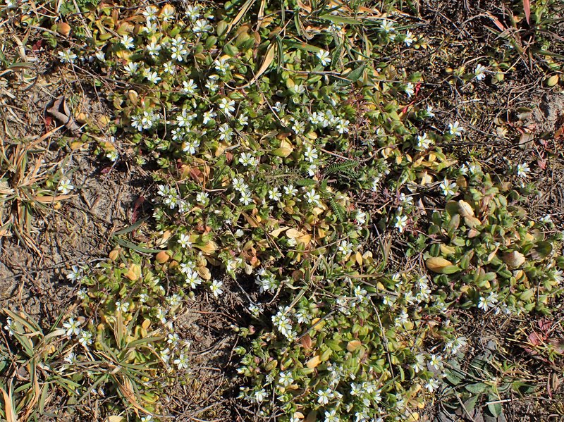 Fivestamen Chickweed photo 8