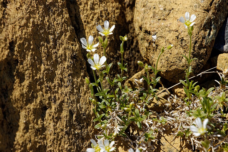 Mouse-Ear Chickweed