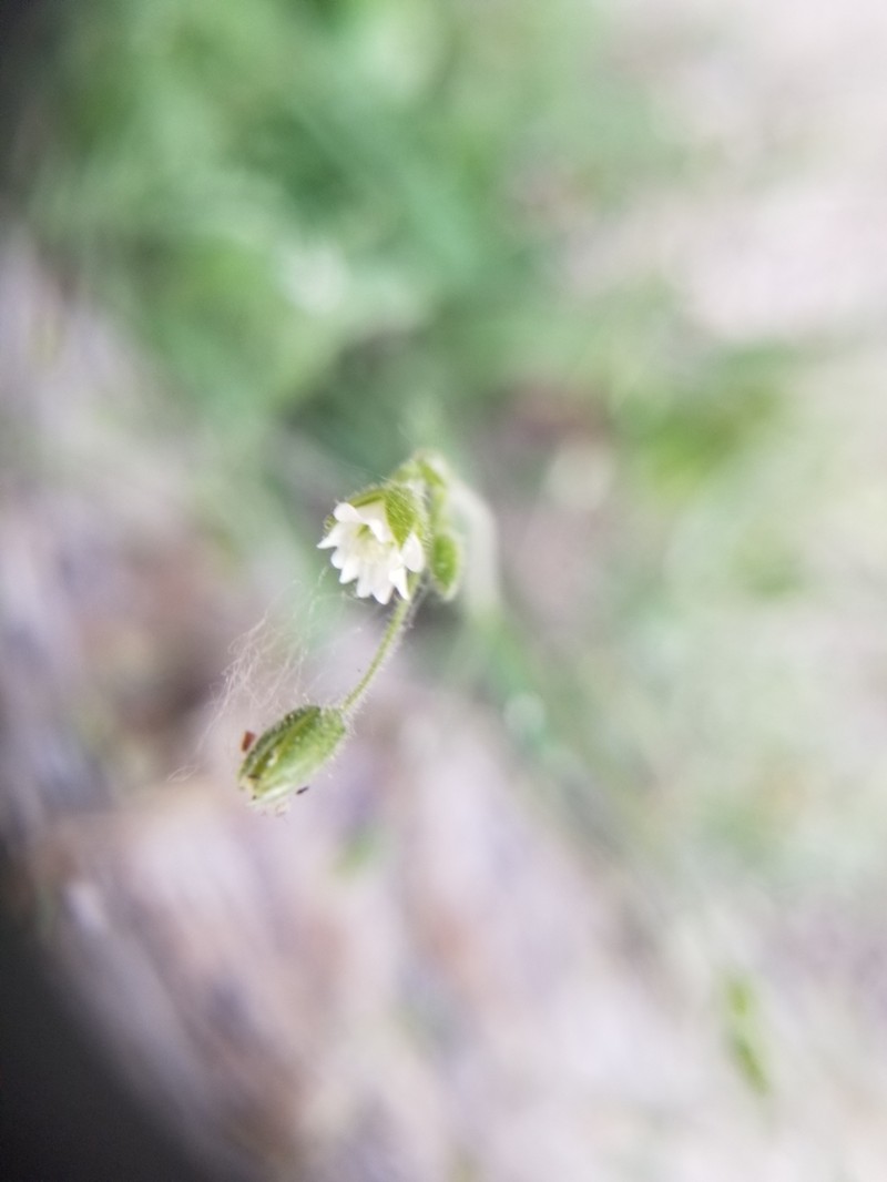 Chihuahuan Chickweed