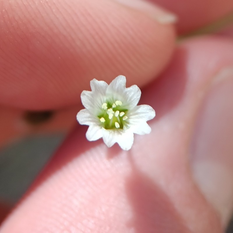 Chihuahuan Chickweed photo 3