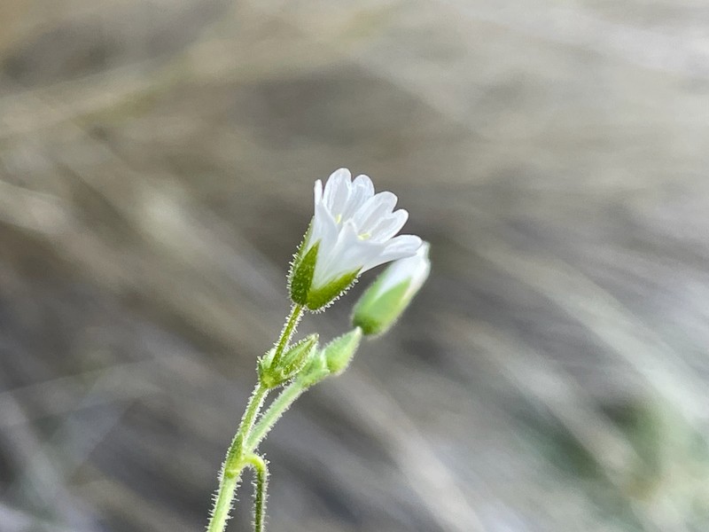 Chihuahuan Chickweed photo 7