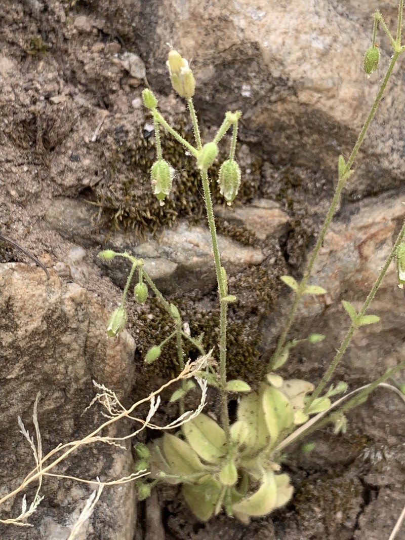 Texas Chickweed photo 2