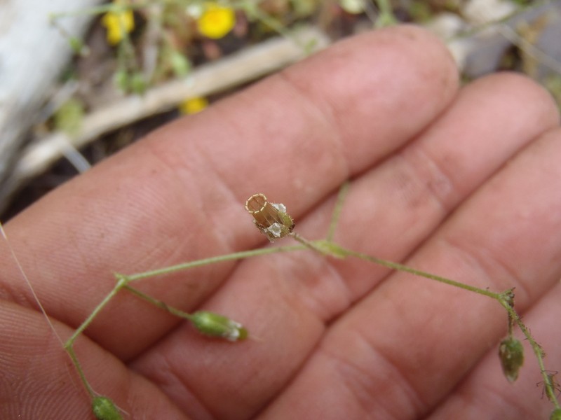 Texas Chickweed photo 4